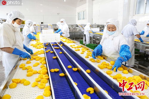 江蘇連云港 制罐黃桃 助農增收