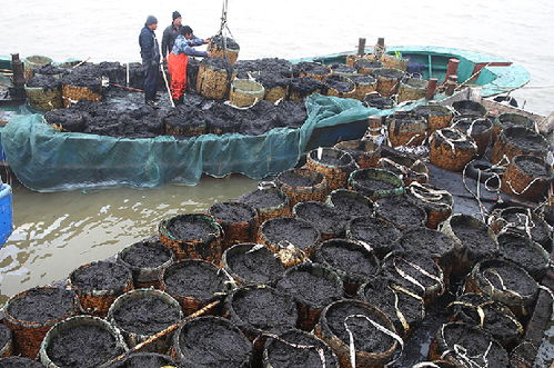 青山碧海間,連島漁家好生活